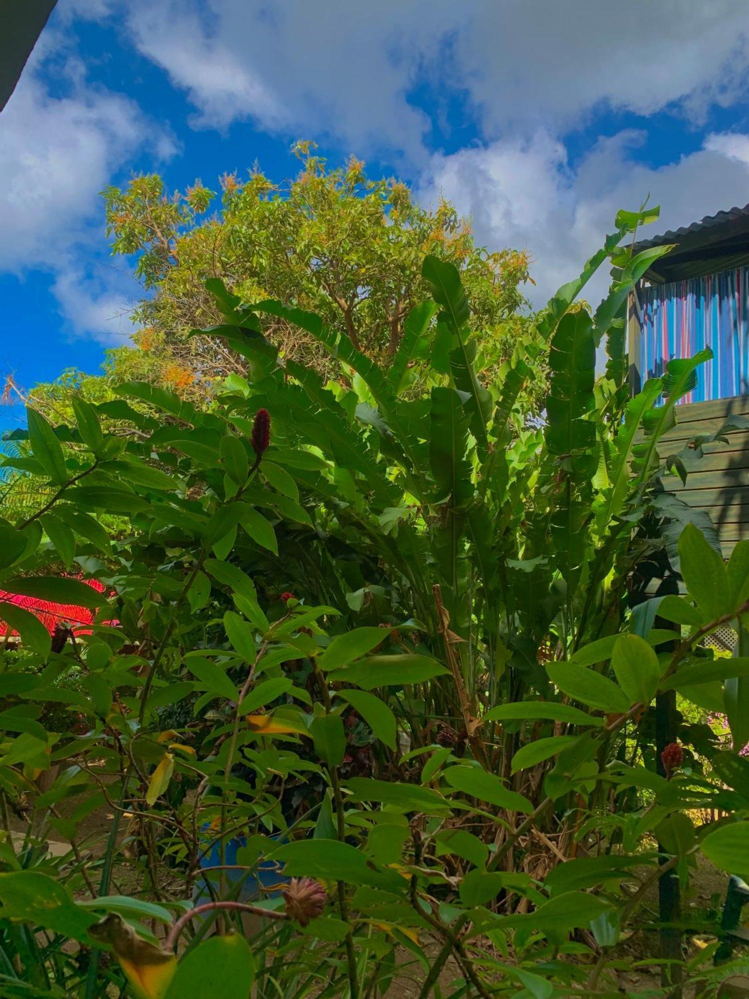 Le Petit Paradis Roseau Exteriér fotografie