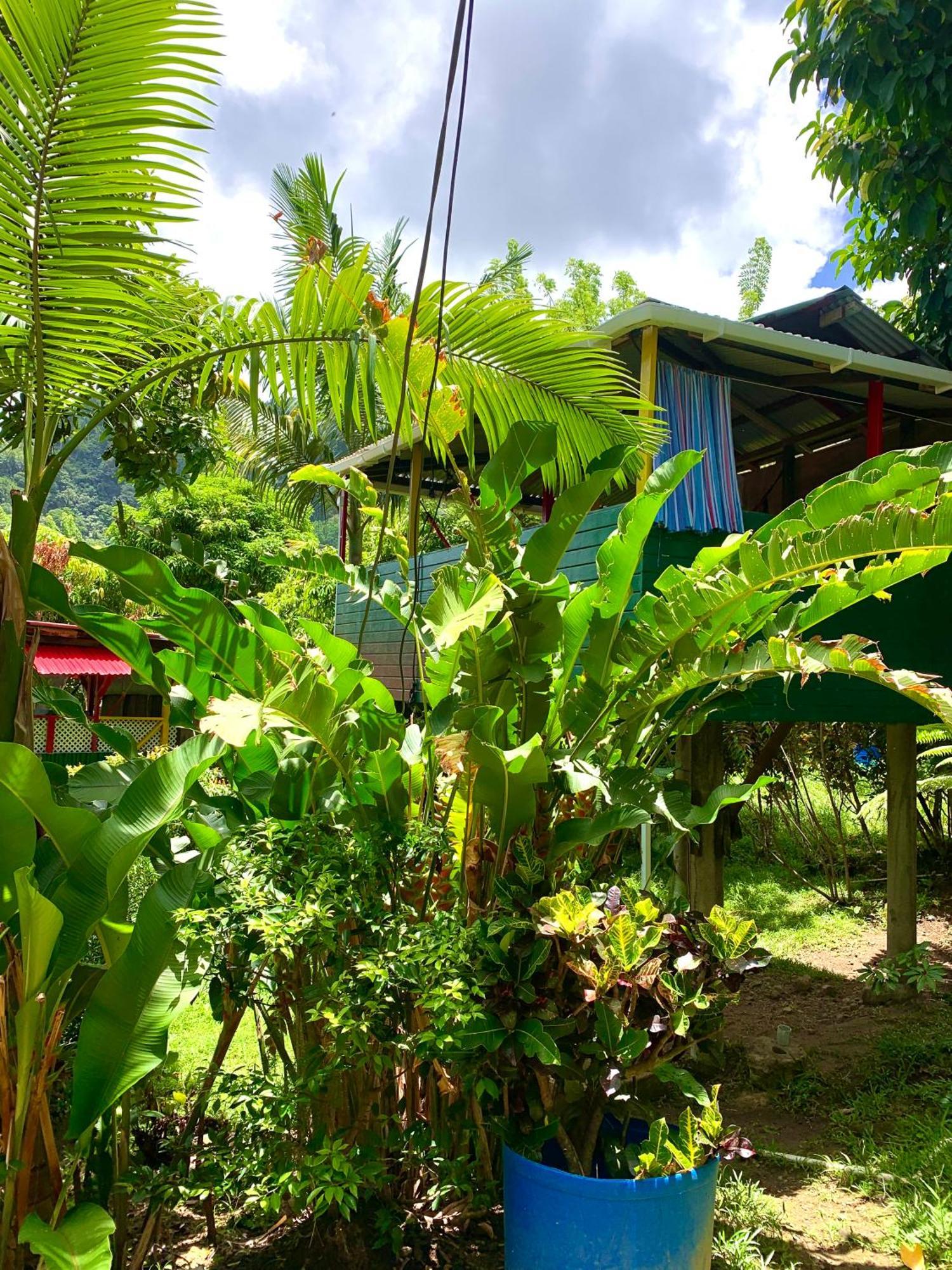 Le Petit Paradis Roseau Exteriér fotografie